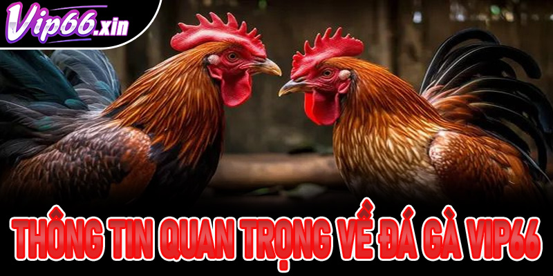 Sơ lược một vài dữ liệu, thông tin quan trọng về đá gà Vip66