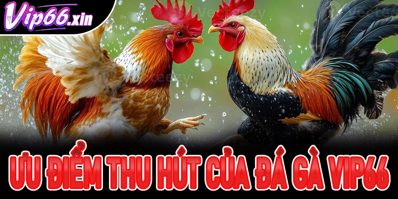 Ưu điểm tạo nên sức hút khó cưỡng cho sảnh đá gà Vip66