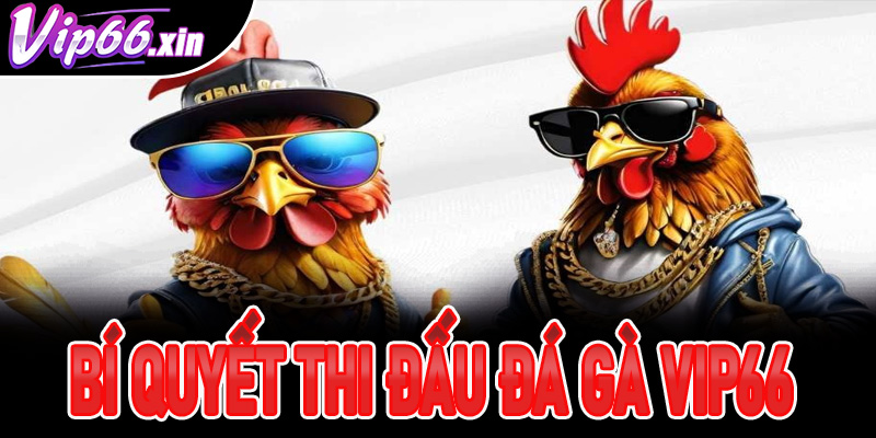 Tổng hợp một vài mẹo, bí quyết thi đấu đá gà Vip66 hiệu quả